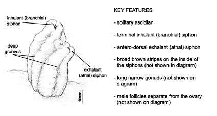 <p><em>Styela plicata</em> diagram &amp; key features. Solitary ascidian. Terminal inhalant (branchial) siphon. Antero-dorsal exhalant (atrial) siphon. Broad brown stripes on the inside of the siphons (not shown in diagram). Long narrow gonads (not shown on diagram). Male follicles separate from the ovary (not shown on diagram).</p>
