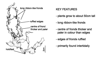 <p><em>Ulva lactuca</em> diagram &amp; key features. Plants grow to about 50cm tall. Long ribbon-like fronds. Centre of fronds thicker and paler in colour than edges. Edges of fronds ruffled. Primarily found intertidally.</p>
