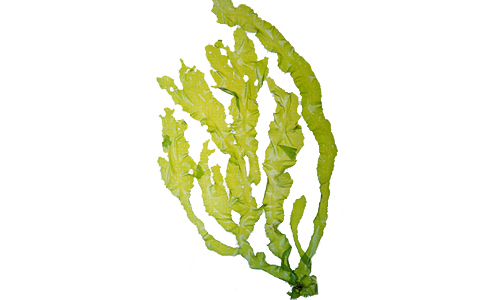 <p><em>Ulva lactuca</em> - NIMPIS.</p>
