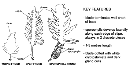 <p><em>Undaria pinnatifida</em> diagram &amp; key features. Blade terminates well short of base. Sporophylls develop laterally along each edge of stipe, always in 2 discrete pieces. 1-3 meteres in length. Blade dotted with white cyptostomata and dark gland cells.</p>
