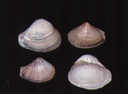 <p><em>Varicorbula gibba</em> - NIMPIS.</p>
