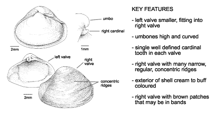 <p><em>Varicorbula gibba</em> diagram &amp; key features. Left valve smaller, fitting into right valve. Umboes high and curved. Single well defined cardinal tooth in each valve. Right valve with many narrow, regular, concentric ridges. Exterior of shell cream to buff coloured. Right valve with brown patches that may be in bands.</p>
