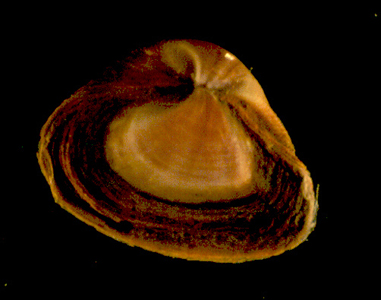 <p><em>Varicorbula gibba </em>(lab photo) - NIMPIS.</p>
