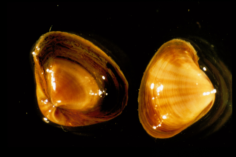 <p>An image of two specimens showing both sides of <em>Varicorbula gibba.</em></p>
